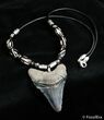 Inch Megalodon Tooth Necklace #2769-1